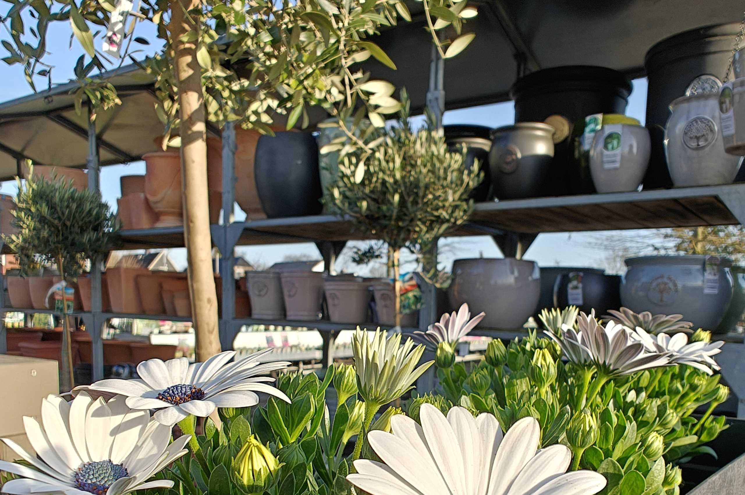 Eventwochenende Viva Balkonia 2025 Riechers Pflanzen-Welt Braak bei Hamburg